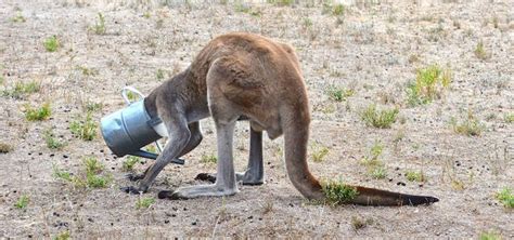 Life S Nothing More Than A Dumb Kangaroo With A Watering Can On Its Head