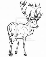 Drawing Stag Deer Red Coloring Getdrawings Drawings sketch template