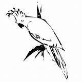 Cockatoo Coloring Color Animals Pages sketch template