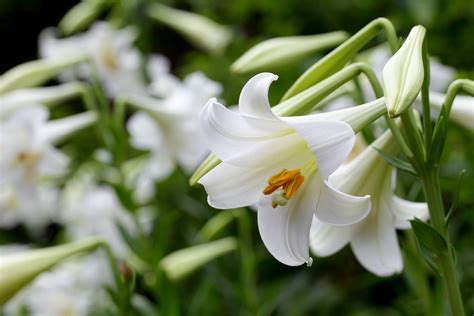 lily description species  facts britannica