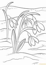Snowdrop Pages Flowers Coloring Color Printable Print sketch template