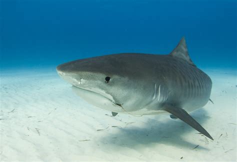 tiger shark facts extreme shark facts