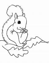 Squirrel Coloring Pages Printable Preschool Squirrels Kids Clipart Fall Leaves Cliparts Color Print Template Animal Library Clip Popular Coloringhome Getcolorings sketch template