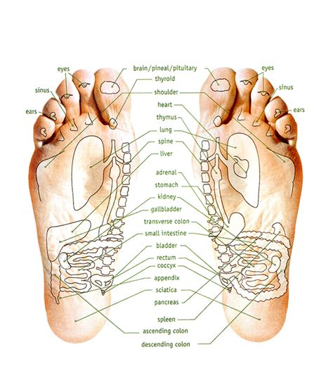 parts   foot diagram  cantik