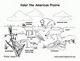 Coloring Pages Grassland Animals Habitat Animal Grasslands Popular sketch template