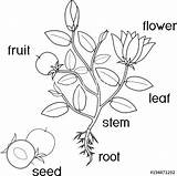Plant Coloring Parts Fruit Flowers Root Flowering Morphology System Vector Titles Printable Seed Science sketch template