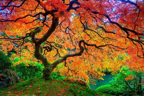 🔥 Download Tree Japanese Autumn Season Natural Beauty Hd Uhd Ultrahd 4k