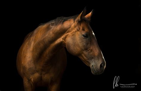 horse portraits  leave  breathless