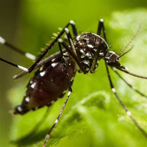 dengue active    region curacao chronicle