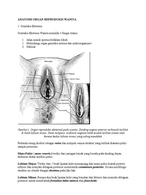 Anatomi Organ Reproduksi Wanita Fix