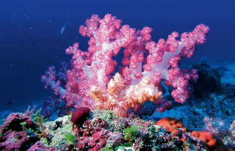 worlds  coral reefs  tsarabanjina  moofushi