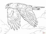 Falcon Coloring Caracara Pages Crested Drawing Northern Peregrine Prairie Printable Drawings Template Falcons Skip Main sketch template