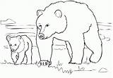 Bear Coloring Pages Bears American Printable Color Kids Family Grizzly Print Comments Everfreecoloring Animals Popular Coloringhome sketch template