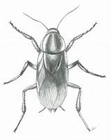 Drawing Cockroach Getdrawings Roach Drawings sketch template