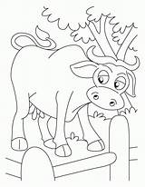Coloring Ox Library Clipart Cartoon sketch template