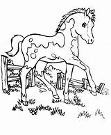 Horse Coloring Pages Pretty Trojan Choose Board Getcolorings sketch template