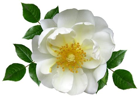flower white rose blossom  photo  pixabay