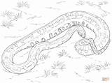 Anaconda Realista Serpent Sucuri Colorier Realistica Stampare Realistici Serpenti sketch template