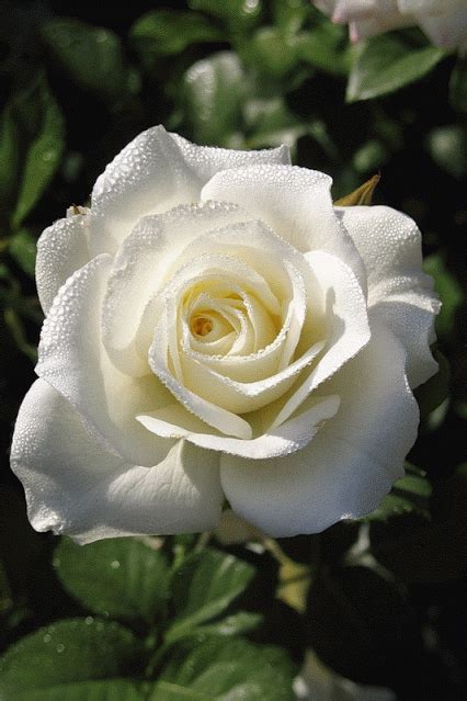 the fatal t of beauty tinnacriss via pinterest discover and save roses and flowers