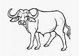 Buffalo Coloring Pages Printable Kids Results sketch template
