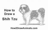 Shih Tzu Draw Dog Drawings Cute How2drawanimals Puppy Step Drawing Animals Pencil Sketch Bichon sketch template