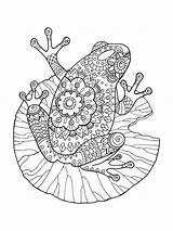 Coloring Frog Pages Adult Book Zentangle Adults Vector Illustration Color Printable Stress Stencil Anti Lines Lace Tattoo Bright Teens Colors sketch template