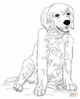 Golden Retriever Coloring Pages Puppy Puppies Printable Drawing Dog Draw Lab Sitting Kids Color Supercoloring Labrador Retrievers Sheets Cute Dogs sketch template