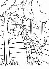 Giraffa Giraf Girafa Coloration Eet Bladeren Giraffes Sveglia Coloritura Kleurende Pouco Floresta Mignonne Capuchon Mayka sketch template