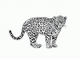 Jachtluipaard Luipaard Cheetah Cheetahtravel Tekeningen sketch template