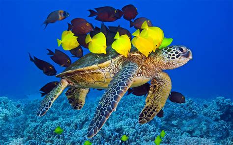 turtle turle  peaceful turtle wallpaper sea animals animals wild