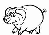 Ausmalbilder Schwein Schweine Ausmalen Tiere sketch template