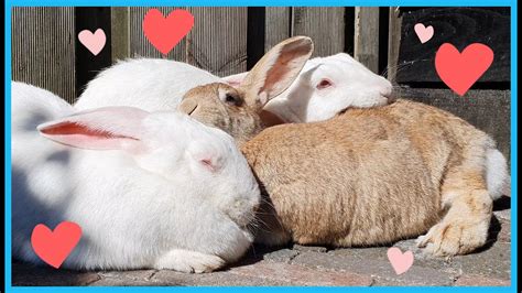 ️ Bunny Love ️ Youtube