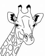 Giraffe Outline Illustration sketch template