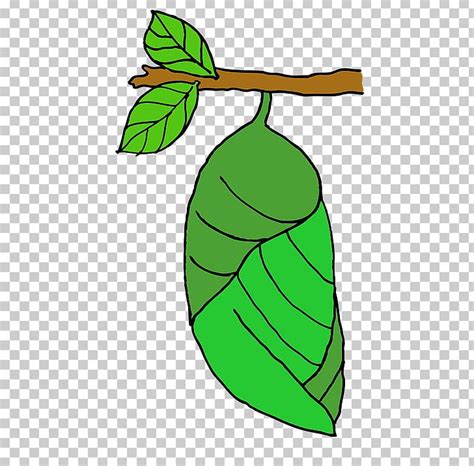 pupa png   cliparts  images  clipground