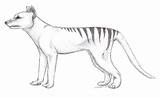 Tasmanian Thylacine Pen Mammals sketch template