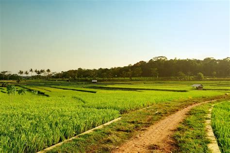 Pemandangan Sawah