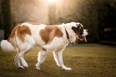 saint bernard dog breed characteristics care