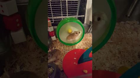 2 Hamsters 1 Wheel Youtube
