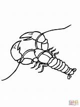 Crawfish Crayfish Coloring Drawing Pages Clip Clipart Crawdad Boil Printable Shirts Getdrawings Vinyl Library Clipartbest Template Super Fun School Color sketch template