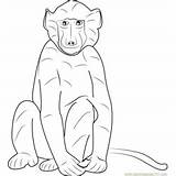 Baboon Coloring Cape Pages Coloringpages101 sketch template