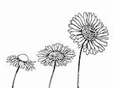 Chamomile Flower Coloring Coloringcrew Flowers sketch template