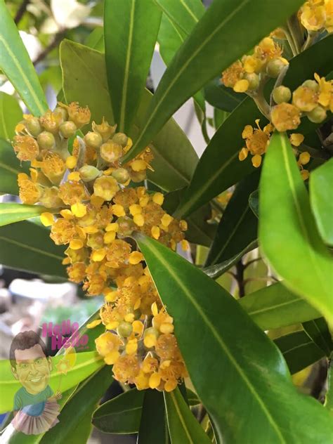 tristaniopsis water gum luscious® eco grade 10 pot hello hello