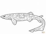 Coloring Pages Shark Sharks Swell Bamboo Printable Drawing Supercoloring Color Categories sketch template
