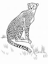 Coloring Pages Cheetah Running Color Print Printable Getcolorings Cheetahs Ch sketch template