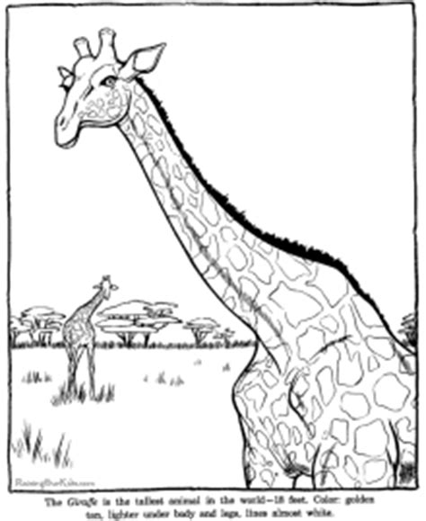 zoo animal coloring sheets  pictures