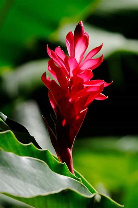 absolutely stunning flora from the tropics photoshop and photography galleries