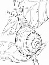 Snail Schnecke Ausdrucken Malvorlagen Moluscos Snails Schnecken Escargot Coloriage Ausmalbild Supercoloring Lipped Kleine Originating East Plume Kinderbilder Malvorlage Schneckenhaus sketch template