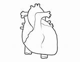 Coloring Heart Human Para Colorear Humano Corazon Coloringcrew Cuerpo Pages Corazón Del Contorno Template Tablero Seleccionar Respiratorio Sistema sketch template