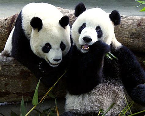 taiwan embraces pandas tuan tuan and yuan yuan t from china new