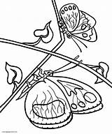Butterflies Galho Borboleta Kolorowanki Motyl Bestcoloringpagesforkids Pobrania Colorir Animales Tudodesenhos sketch template